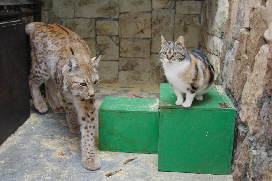 Кошка Дуся Ленинградский зоопарк