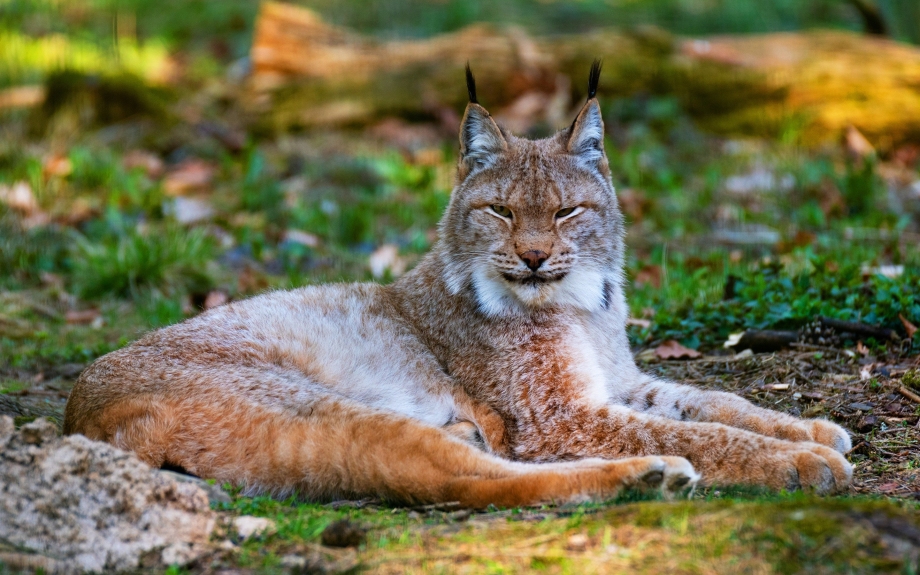 Рысь (Lynx Lynx) в дикой природе