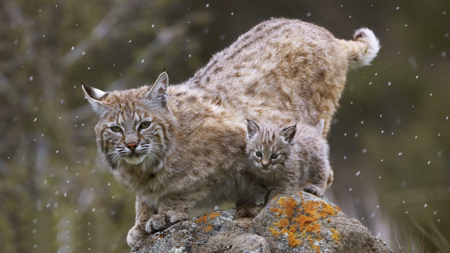 Обыкновенная Рысь Lynx Lynx