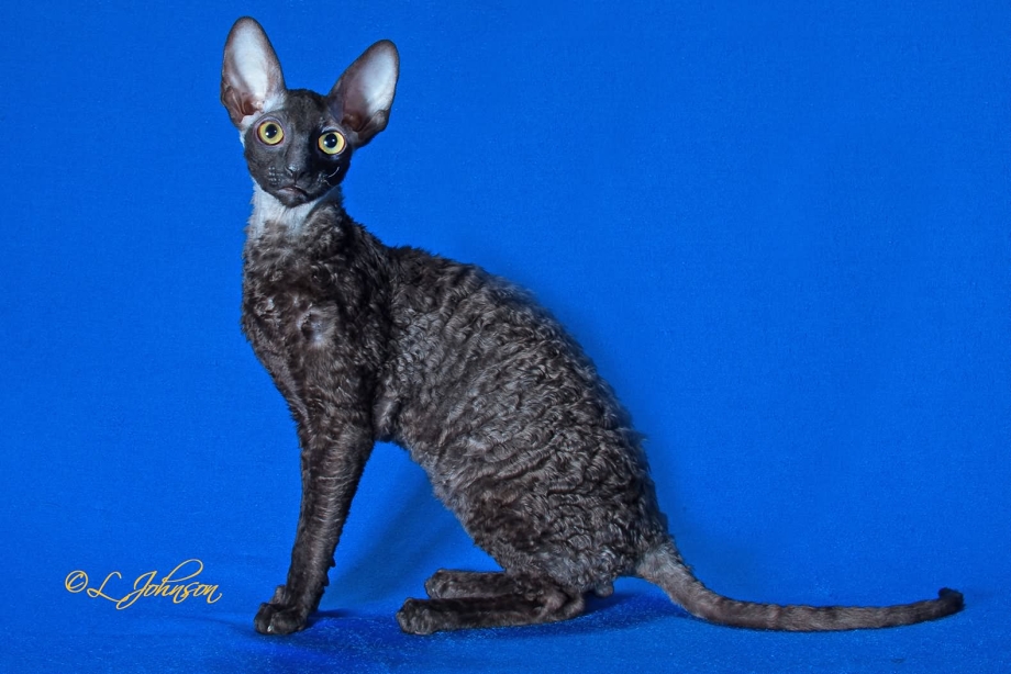 Корниш рекс кошка