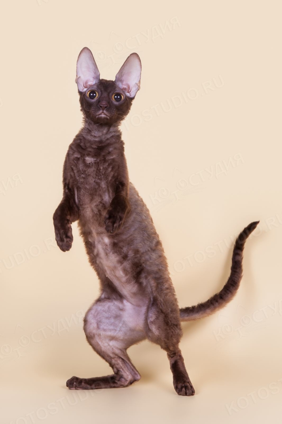 Кот Корниш рекс