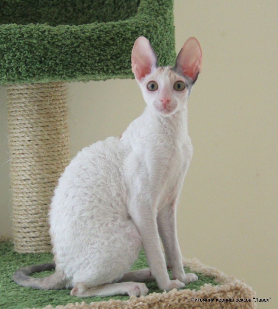 Коты Корниш рекс