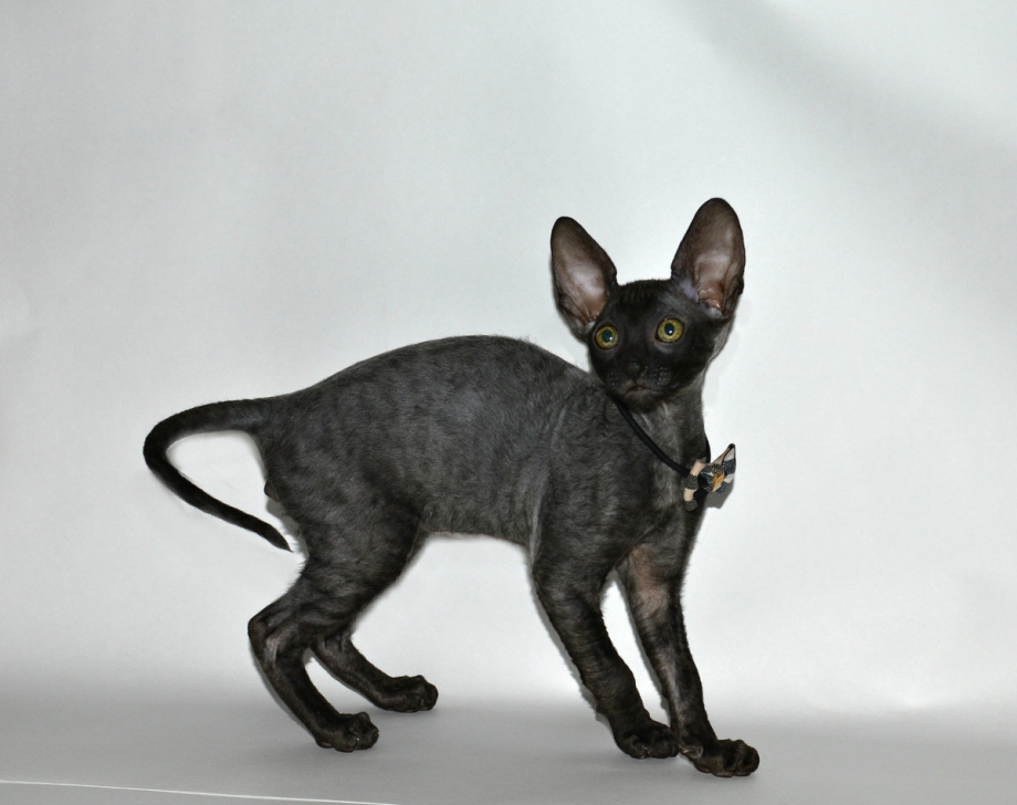 Корниш рекс кошка