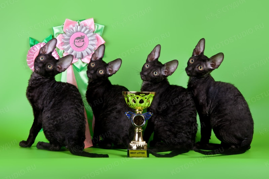 Корниш-рекс котята в корзине