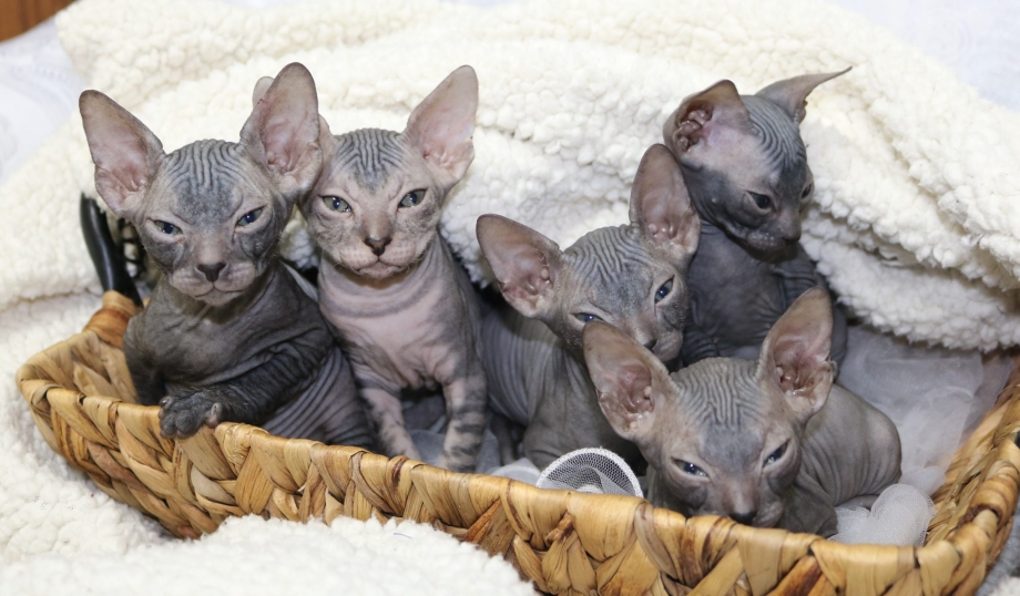 Донской сфинкс котята