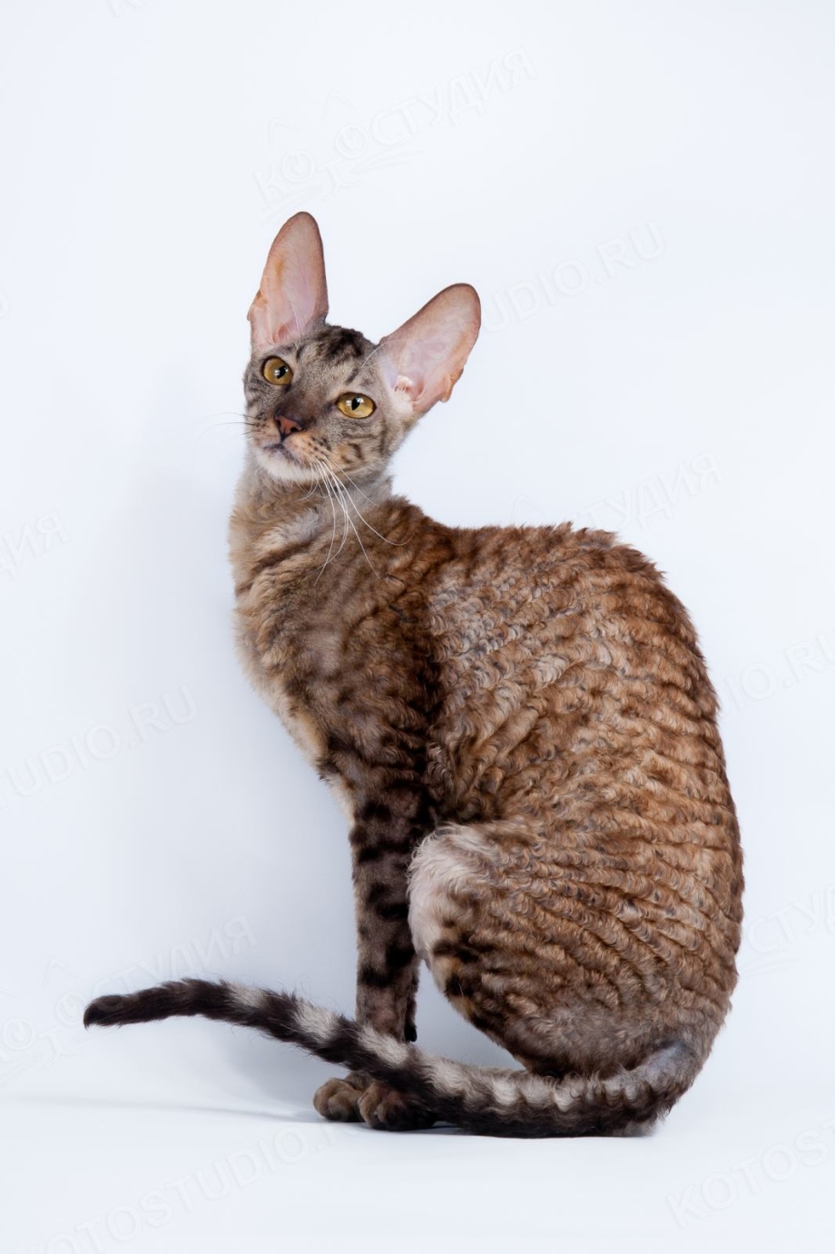 Корниш рекс кошка