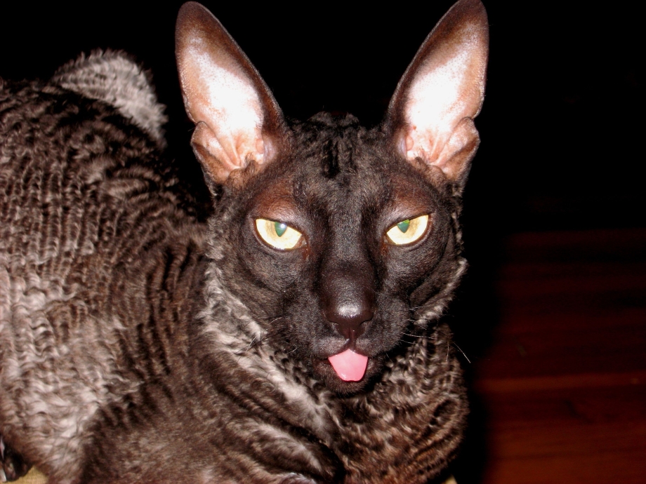 Сфинкс кошка Корниш рекс