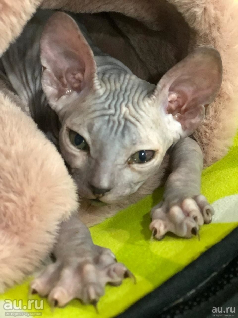 Донской сфинкс котенок девочка