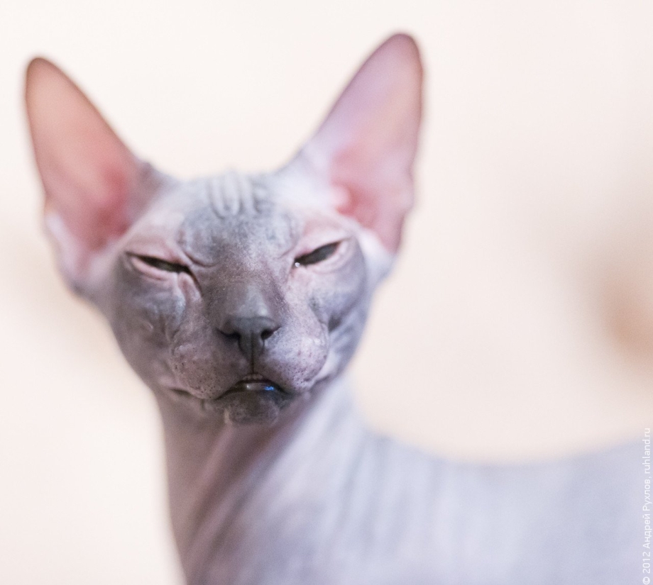 Ростовский сфинкс кошка