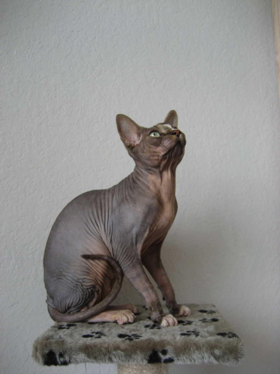 Кот Донской сфинкс