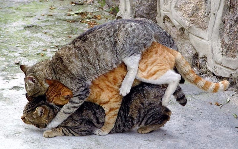 Коты совокупляются
