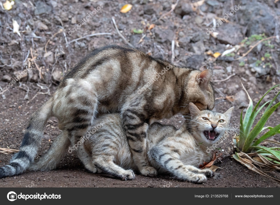 Кошки спариваются крупным планом