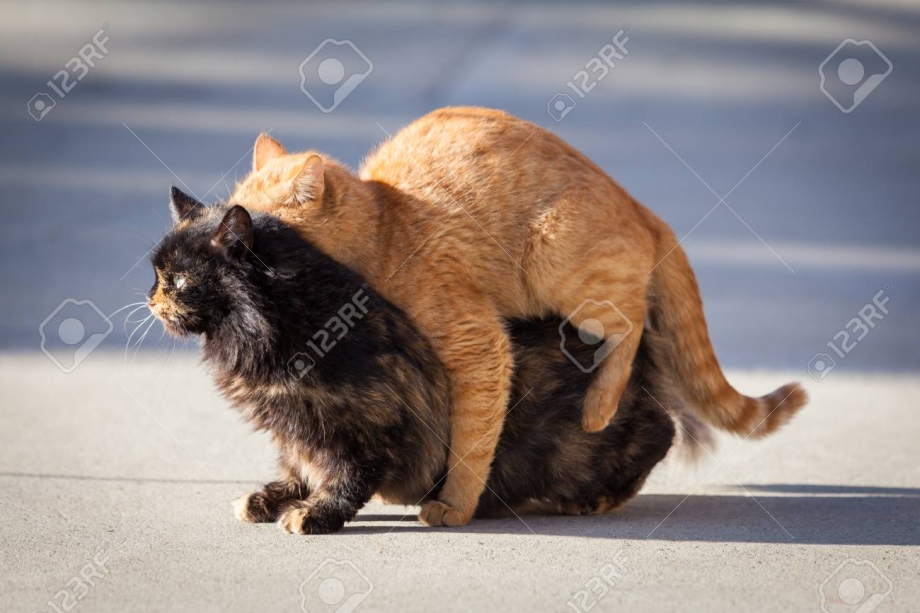 Кошки спариваются