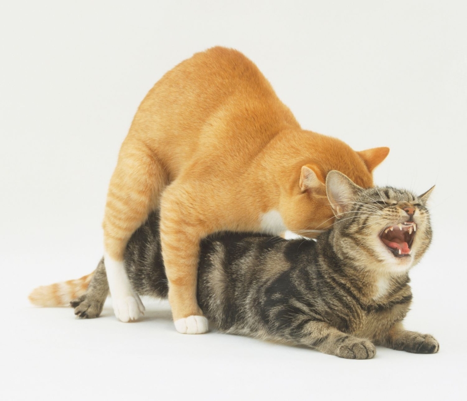 Кошки сношаются