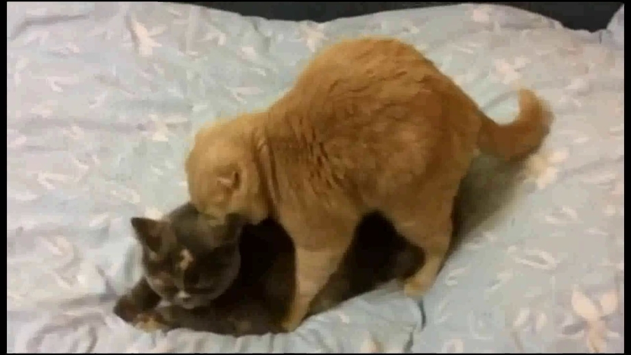 Кошки занимаются