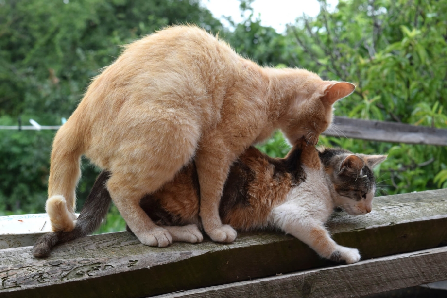 Котики спариваются