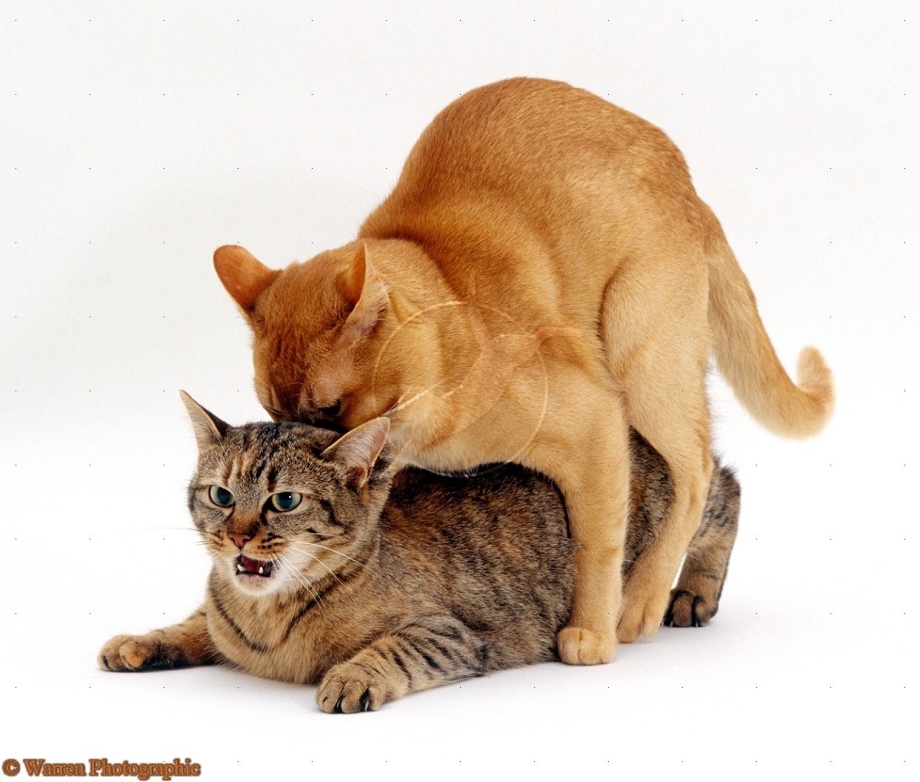 Кот с кошкой спариваются