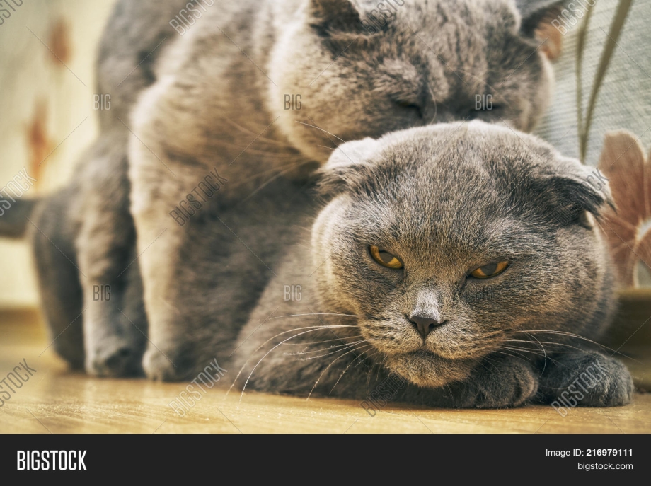 Кот с кошкой спариваются в деталях