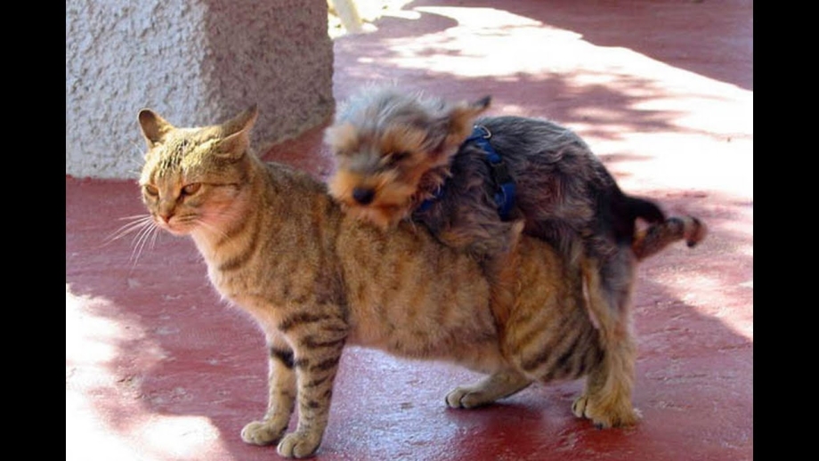 Коты совокупляются