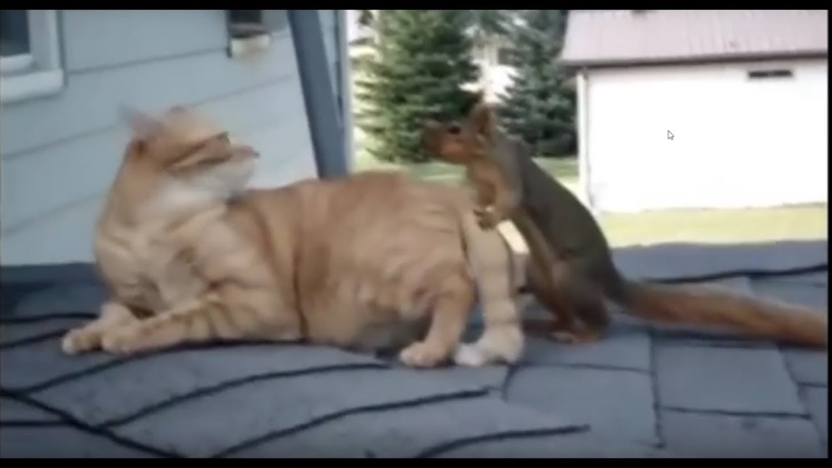 Спаривание котов