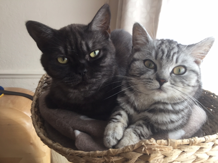 Кошачий выводок