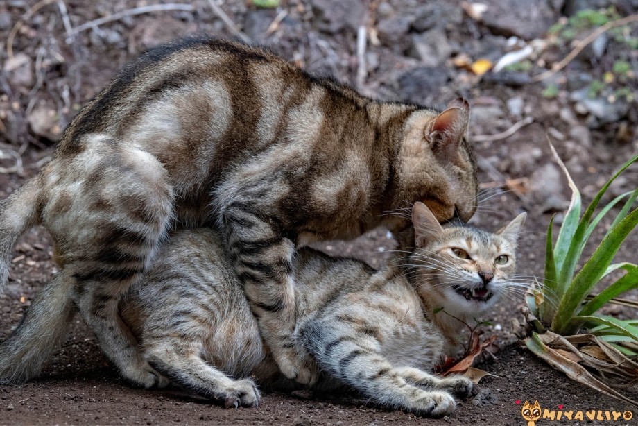 Кот с кошкой спариваются крупным планом