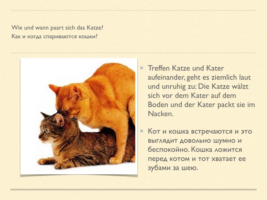Как спариваются коты схема