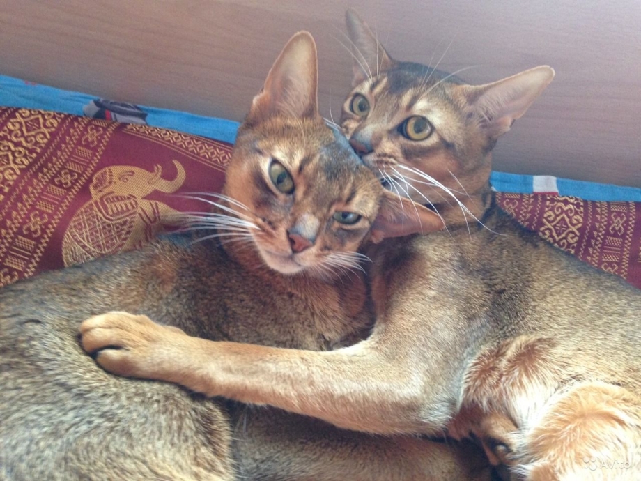 Семья абиссинских кошек