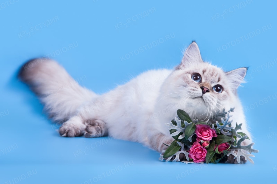 Невская маскарадная кошка короткошерстная