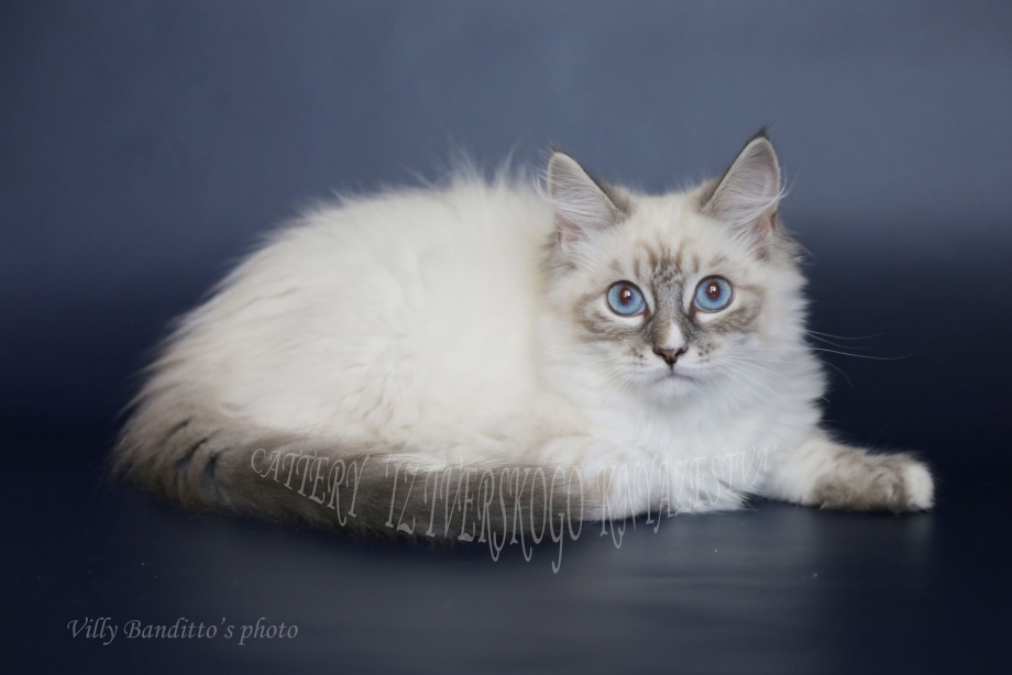 Будулай Невский маскарадный Сибирский кот