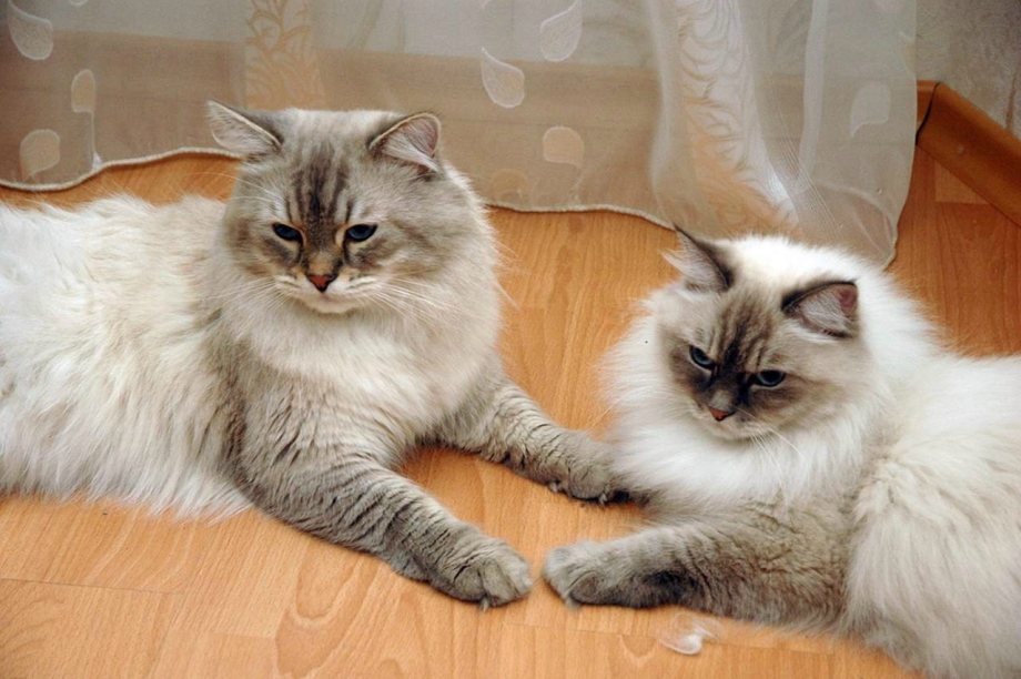 Невская маскарадная кошка вес
