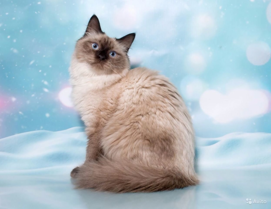 Невская маскарадная кот