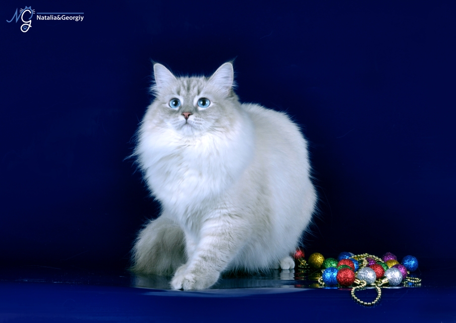 Сибирская кошка колор Пойнт