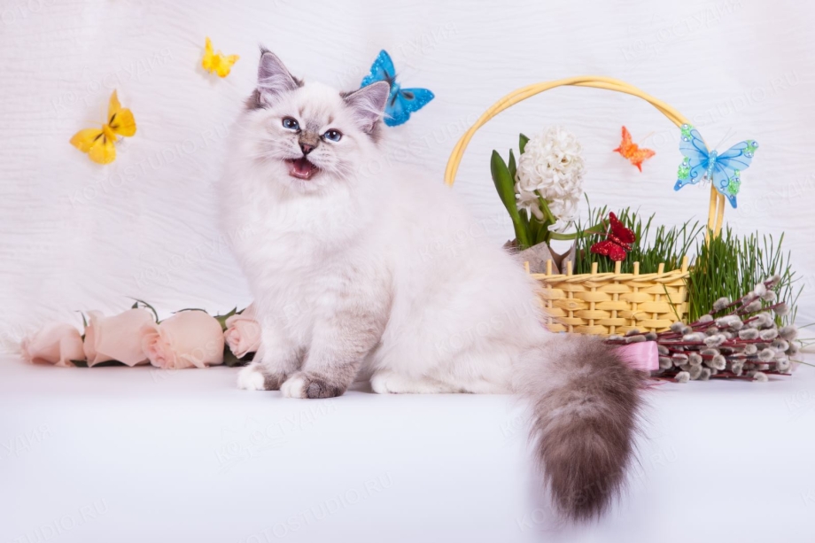 Невская маскарадная кошка