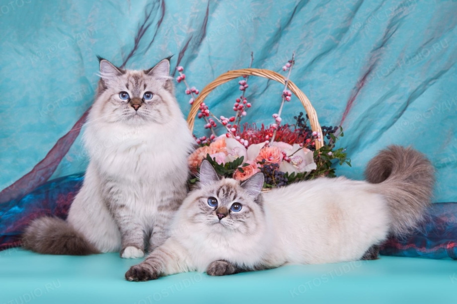 Невская маскарадная кошка красивая