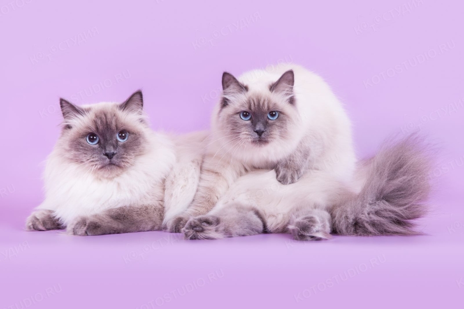 Коты породы Невская маскарадная