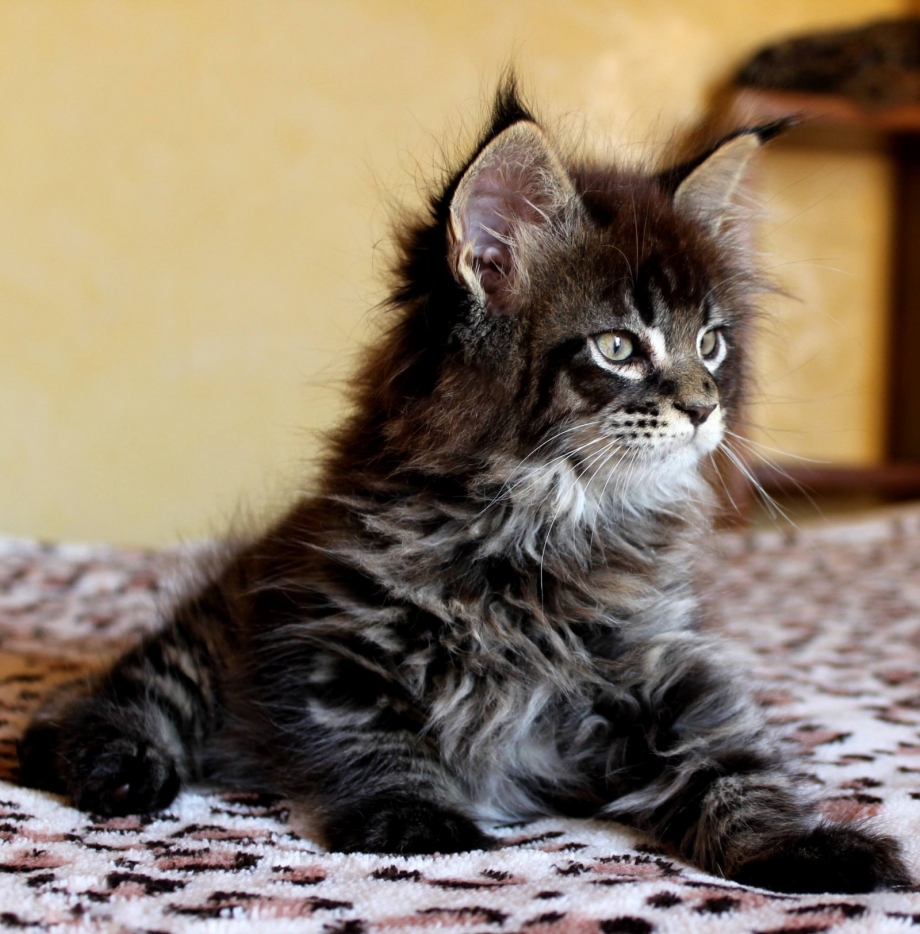 Котята Мейн кун Браун табби