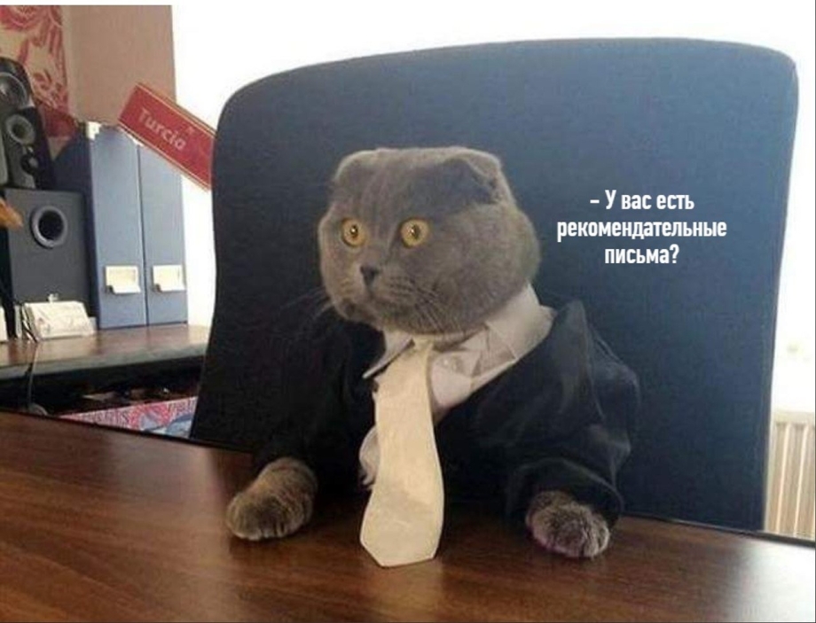 Кот юрист