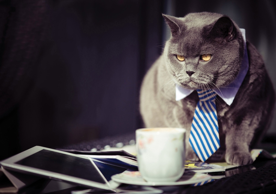 Котик в галстуке