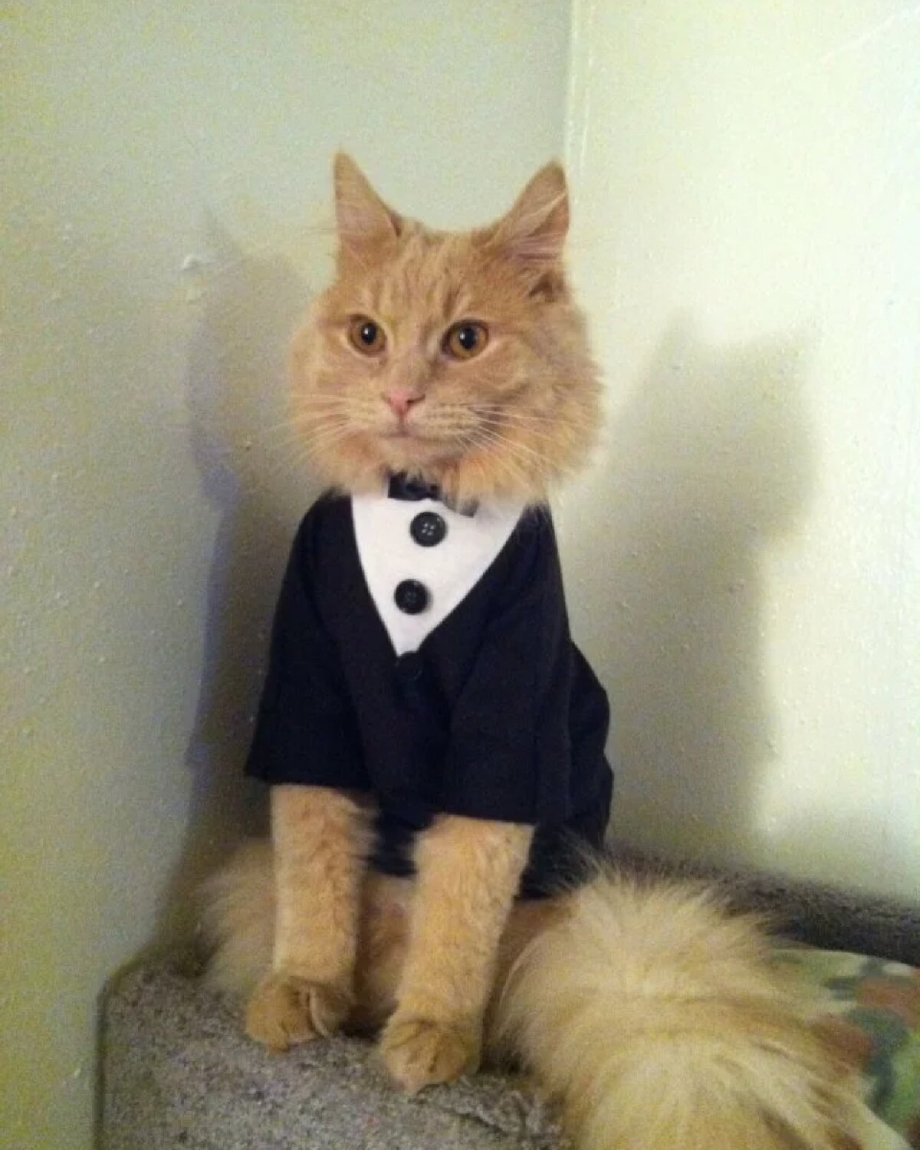 Костюм котенка