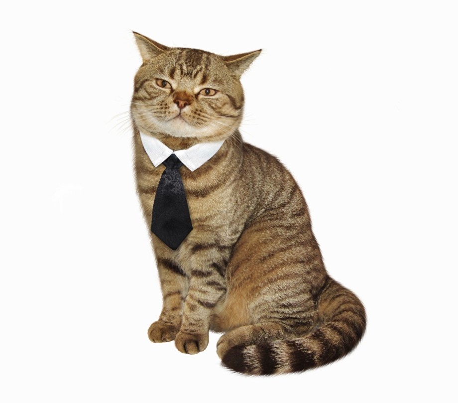 Смешные котики на белом фоне