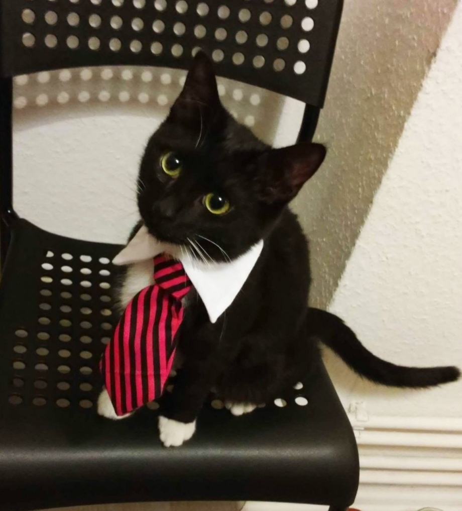 Котик с бабочкой на шее