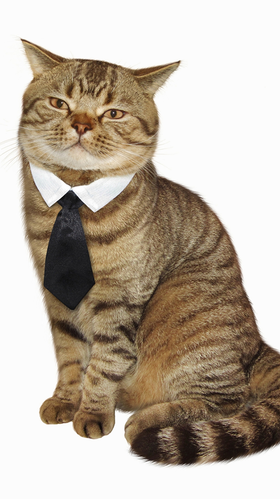 Котик на белом фоне