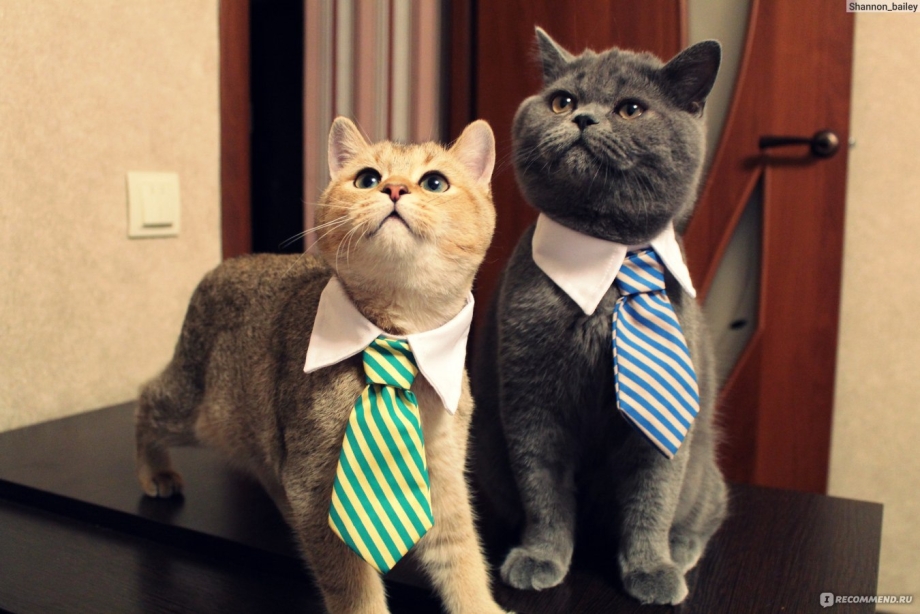 Коты в пиджаках