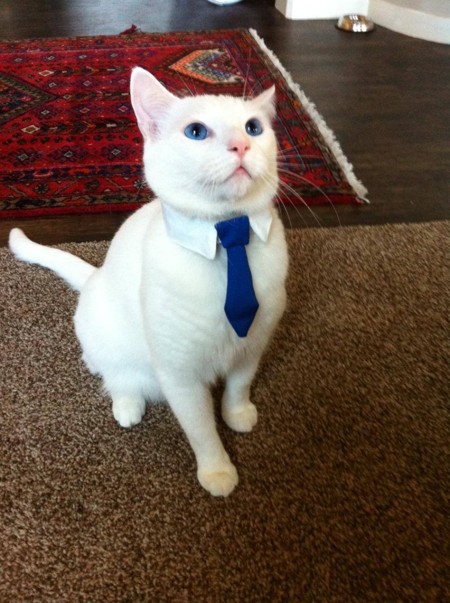 Костюм белого котика