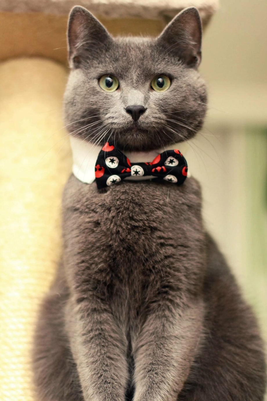 Деловой кот