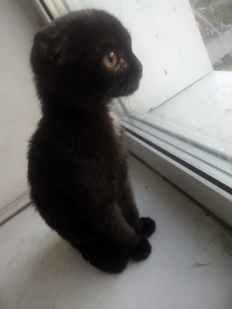 шотландская вислоухая черная котенок фото