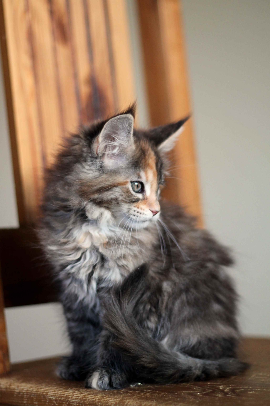 Мейн кун серый котенок