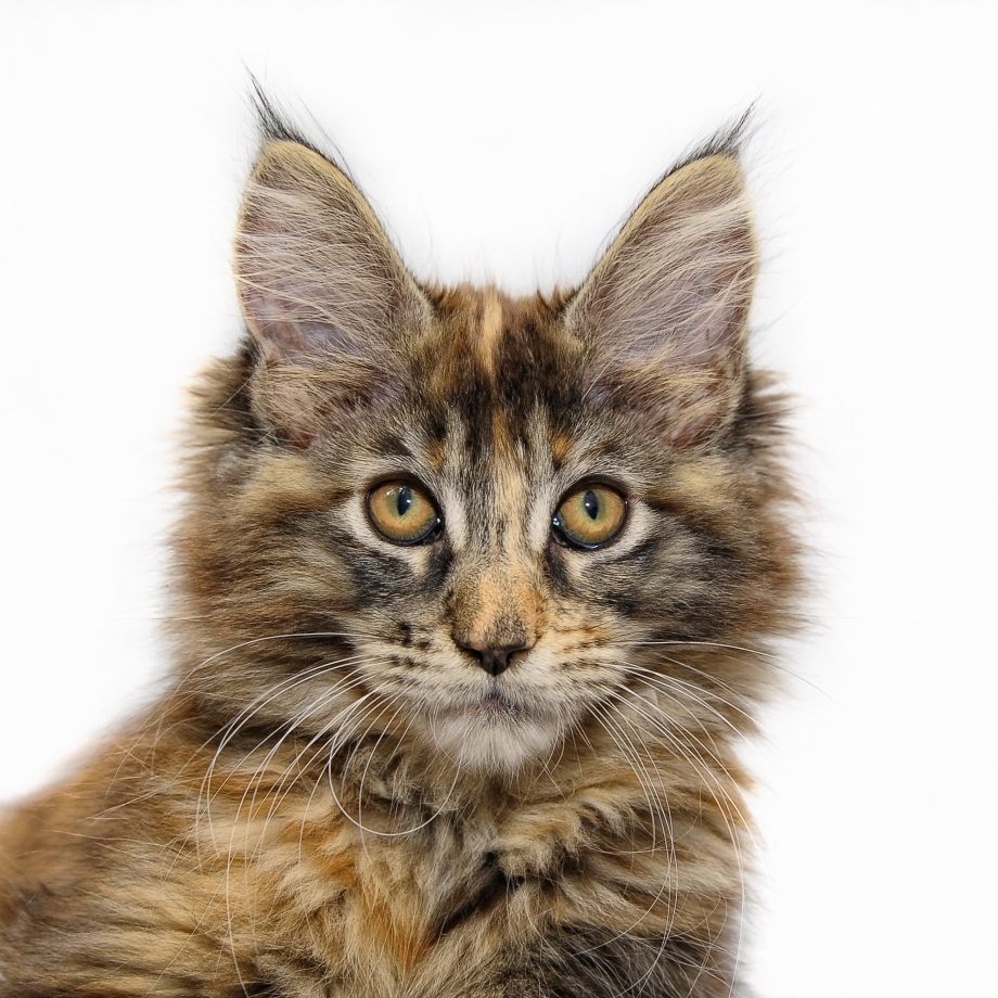 Кот Мейн кун