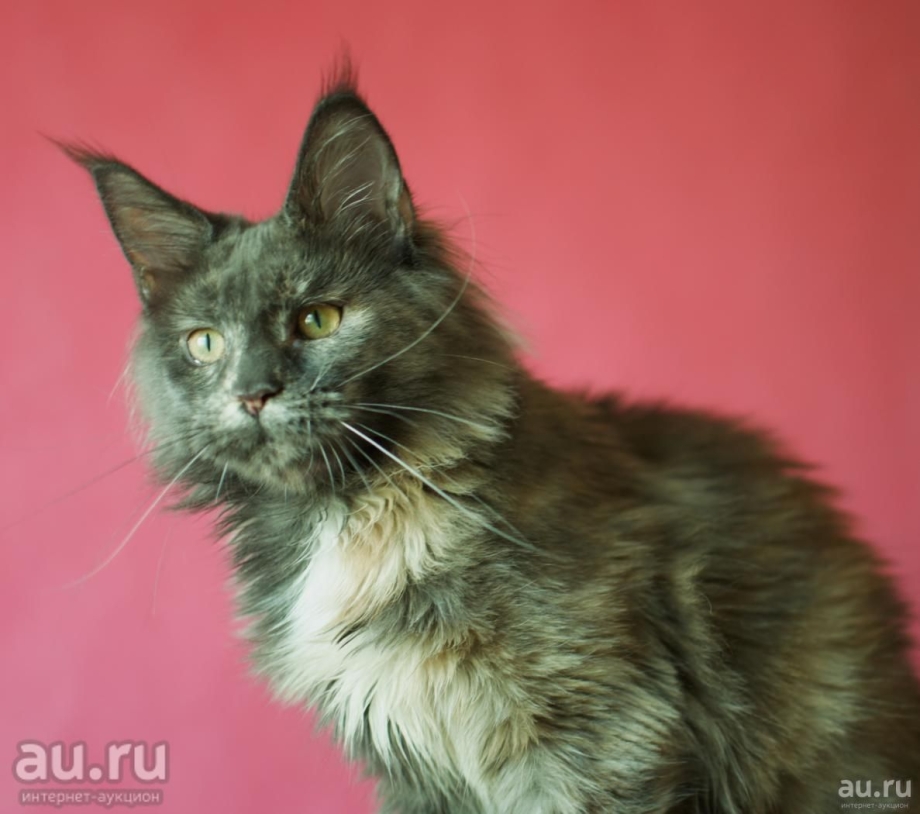 Мейн кун гетерохромия